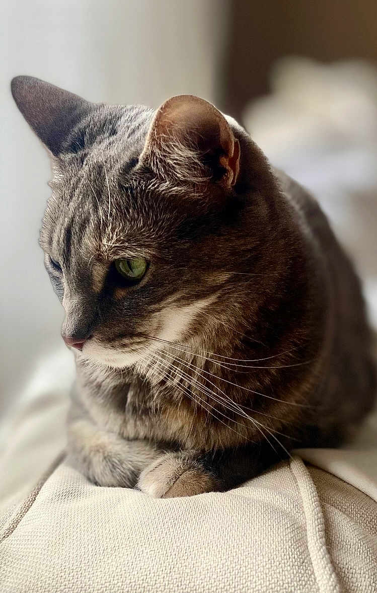 Harley