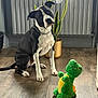 dog, black_and_white, sitting, tilted_head, plush_toy, green_dinosaur, wooden_floor, indoor, plant, potted_plant, radiator, chain_collar, pet, animal, cute, curious, flooring, toy, home, domestic