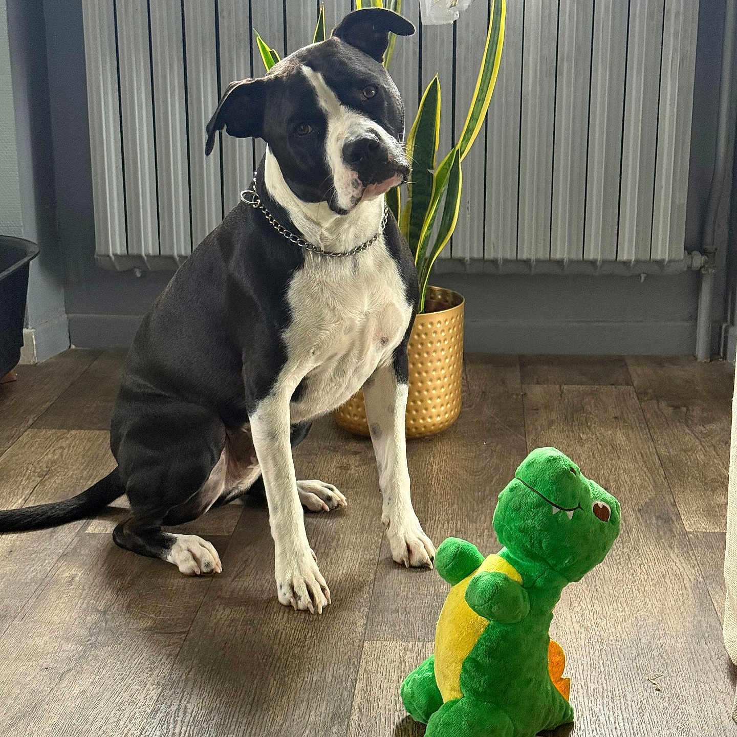 Rocky a rejoint le concours — aidez-le/la à gagner de superbes lots ! animal, black_and_white, chain_collar, curious, cute, dog, domestic, flooring, green_dinosaur, home, indoor, pet, plant, plush_toy, potted_plant, radiator, sitting, tilted_head, toy, wooden_floor
