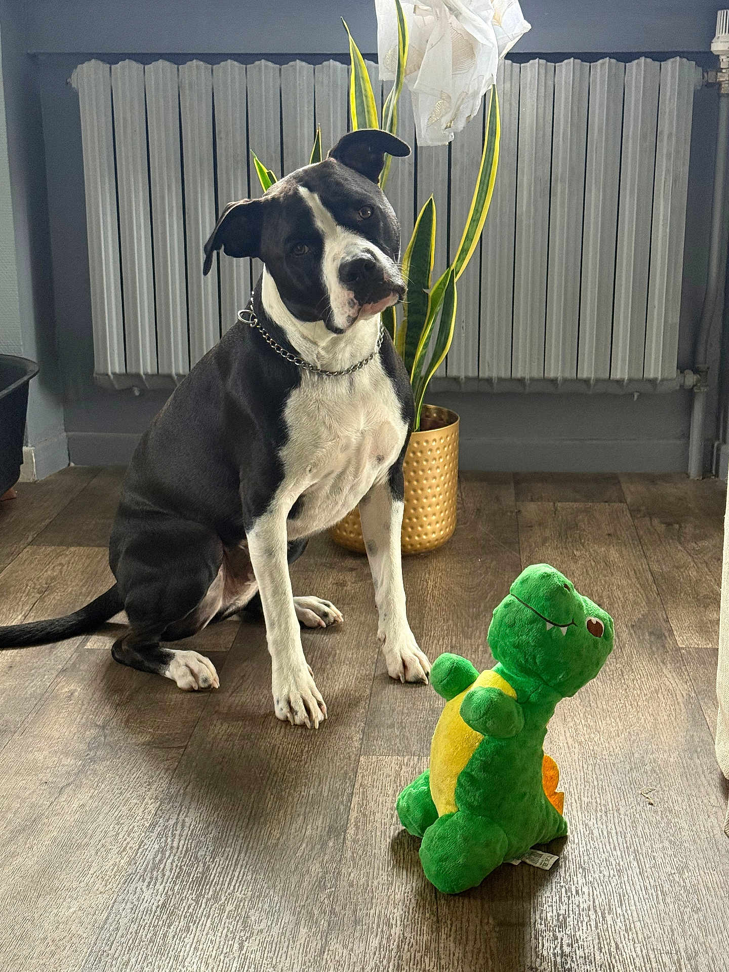 Rocky a rejoint le concours — aidez-le/la à gagner de superbes lots ! dog, black_and_white, sitting, tilted_head, plush_toy, green_dinosaur, wooden_floor, indoor, plant, potted_plant, radiator, chain_collar, pet, animal, cute, curious, flooring, toy, home, domestic