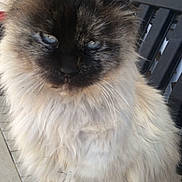 Aqua is registered to the contest to win money with this photo: cat, long_hair, fluffy, cream_fur, brown_fur, blue_eyes, sitting, portrait, pet, animal, feline, outdoor, patio, chair, fur, whiskers, ears, paws, close_up, grumpy_expression