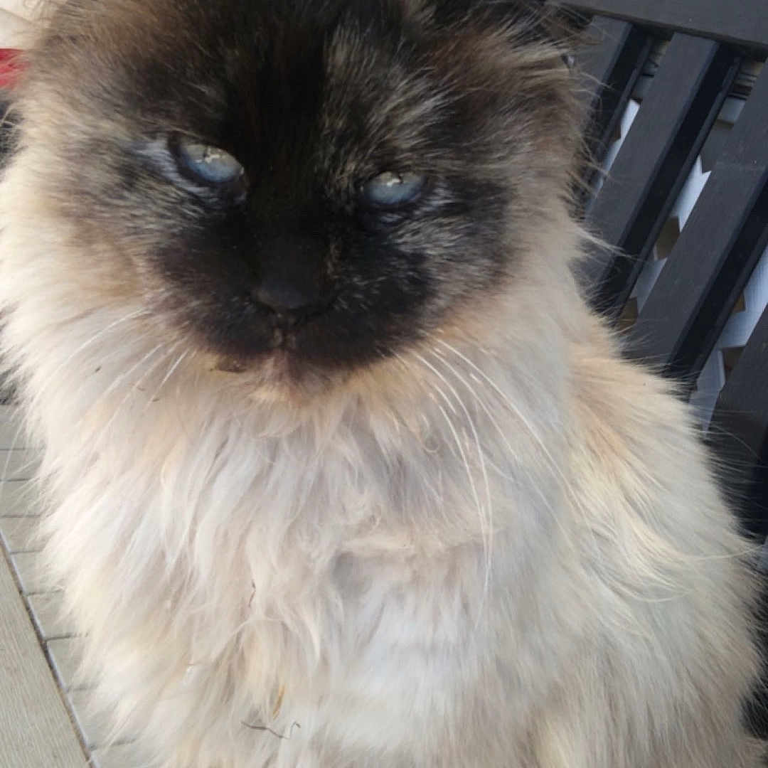 Aqua is registered to the contest to win money with this photo: cat, long_hair, fluffy, cream_fur, brown_fur, blue_eyes, sitting, portrait, pet, animal, feline, outdoor, patio, chair, fur, whiskers, ears, paws, close_up, grumpy_expression