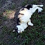 Callie joined the competition — help win amazing prizes! animal, calico, cat, cute, fur, grass, ground, lazy, mammal, nature, outdoor, peaceful, pet, playful, relaxing, resting, sleeping, summer, sunlight, whiskers