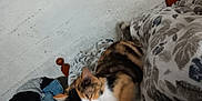 Callie is registered to the contest to win money with this photo: animal, blanket, calico, cat, clothes, comfort, cozy, feline, floral_pattern, fur, home, indoor, pet, pile, relaxation, resting, sleepy, soft, white_wall, wooden_bedpost