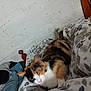 animal, blanket, calico, cat, clothes, comfort, cozy, feline, floral_pattern, fur, home, indoor, pet, pile, relaxation, resting, sleepy, soft, white_wall, wooden_bedpost