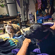 Callie is registered to the contest to win money with this photo: arm, bed, black_dog, blanket, blur, calico_cat, candid, casual, cat, clothing, clutter, dog, furniture, household_items, indoor, person, refrigerator, resting, room, storage