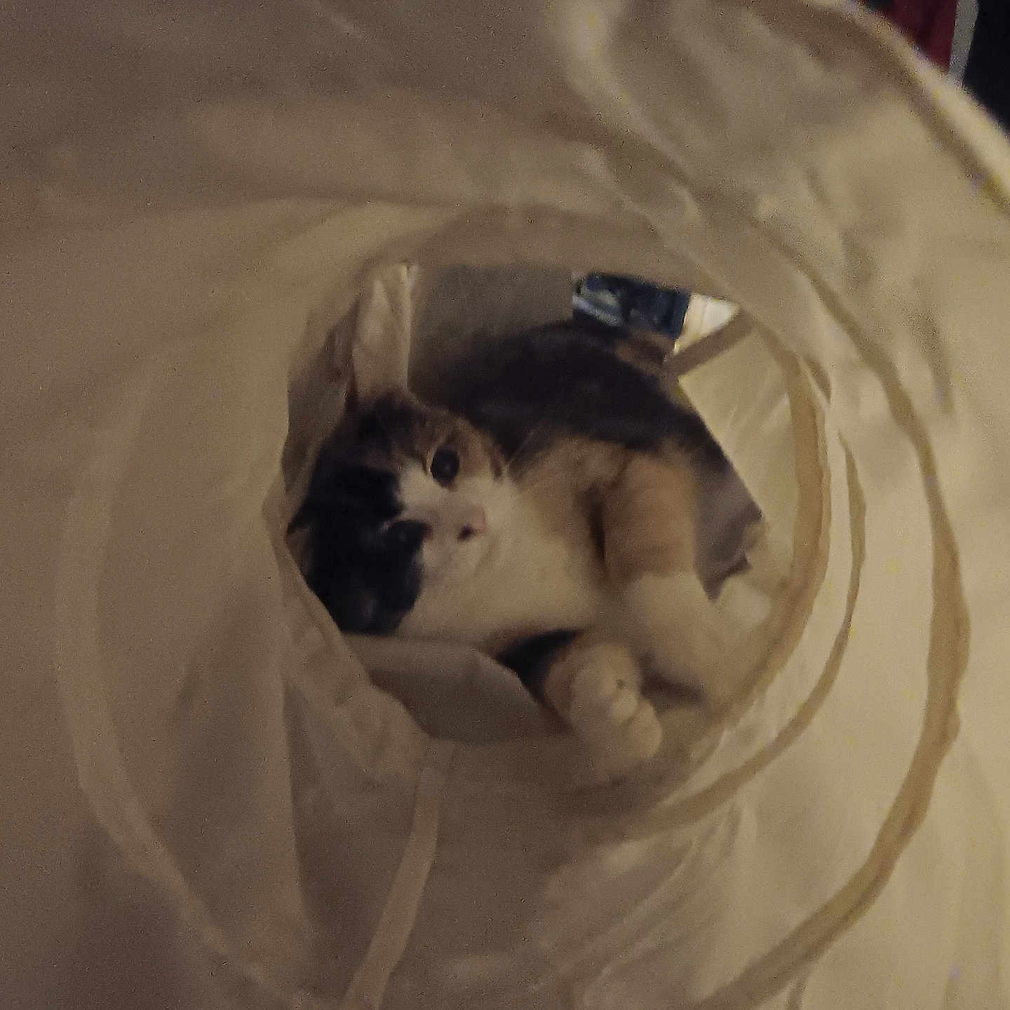 Callie joined the competition — help win amazing prizes! animal, cat, close_up, cozy, curious, cute, domestic, fabric_tunnel, feline, fur, home, indoor, looking, paws, pet, playful, resting, soft_lighting, tabby, whiskers