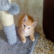 Mimie a rejoint le concours — aidez-le/la à gagner de superbes lots ! animal, blurred, carpet, cat, cozy, cute, feline, floor, furniture, gray, home, indoor, kitten, orange_cat, pet, resting, scratching_post, small, soft, young_cat