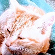 Mimie a rejoint le concours — aidez-le/la à gagner de superbes lots ! animal, blanket, blue_blanket, cat, close_up, comfort, cozy, cute, ears, feline, fur, indoors, nap, orange_cat, pet, resting, sleepy, soft_texture, tabby, whiskers