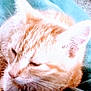 animal, blanket, blue_blanket, cat, close_up, comfort, cozy, cute, ears, feline, fur, indoors, nap, orange_cat, pet, resting, sleepy, soft_texture, tabby, whiskers