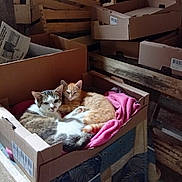 Mimie Moumoune a rejoint le concours — aidez-le/la à gagner de superbes lots ! cat, cats, cardboard_box, blanket, orange_cat, tabby_cat, indoor, wooden_crates, cozy, resting, feline, pets, sleeping, table, fabric, stacked_boxes, animal, companionship, relaxation, quiet