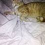 animal, bed, blanket, cat, comfort, cozy, cute, domestic_animal, feline, fur, indoor, orange_tabby, paw, pet, quiet, quilted, relaxation, resting, sleeping, whiskers