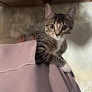 Suki joined the competition — help win amazing prizes! cat, kitten, tabby, animal, pet, feline, portrait, wide_eyed, sitting, perching, shoulder, close_up, whiskers, striped_fur, white_chest, indoor, tile, wooden_ceiling, person, cute