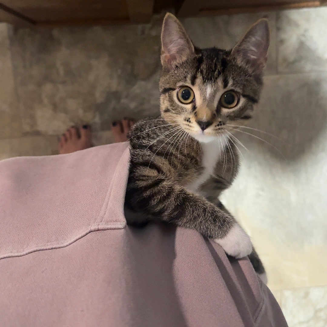 Suki joined the competition — help win amazing prizes! cat, kitten, tabby, animal, pet, feline, portrait, wide_eyed, sitting, perching, shoulder, close_up, whiskers, striped_fur, white_chest, indoor, tile, wooden_ceiling, person, cute