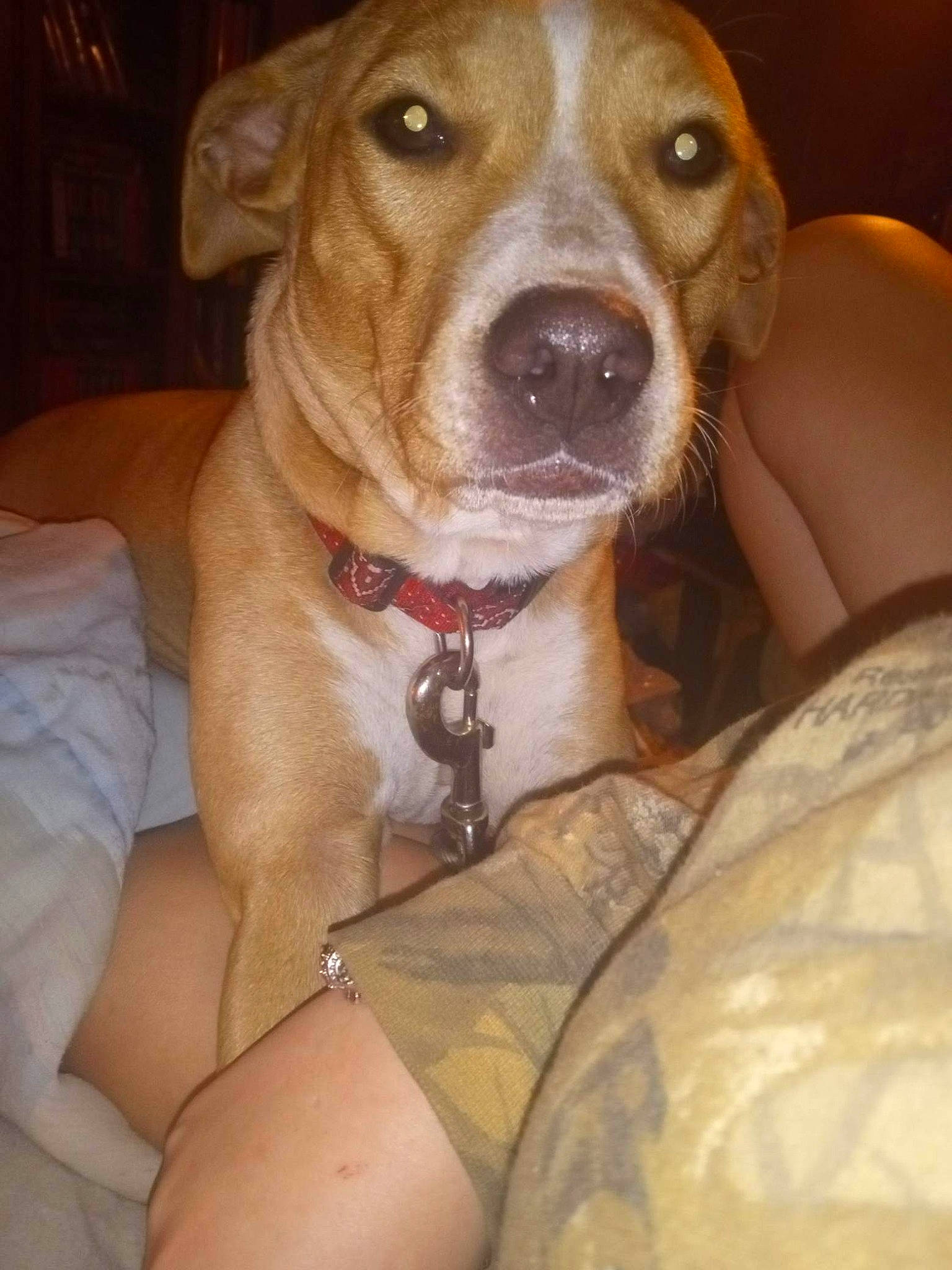 Jemma is registered to the contest to win money with this photo: canidae, carnivore, collar, comfort, companion_dog, dog, dog_breed, dog_collar, fawn, fur, liver, snout, sporting_group, whiskers, working_animal