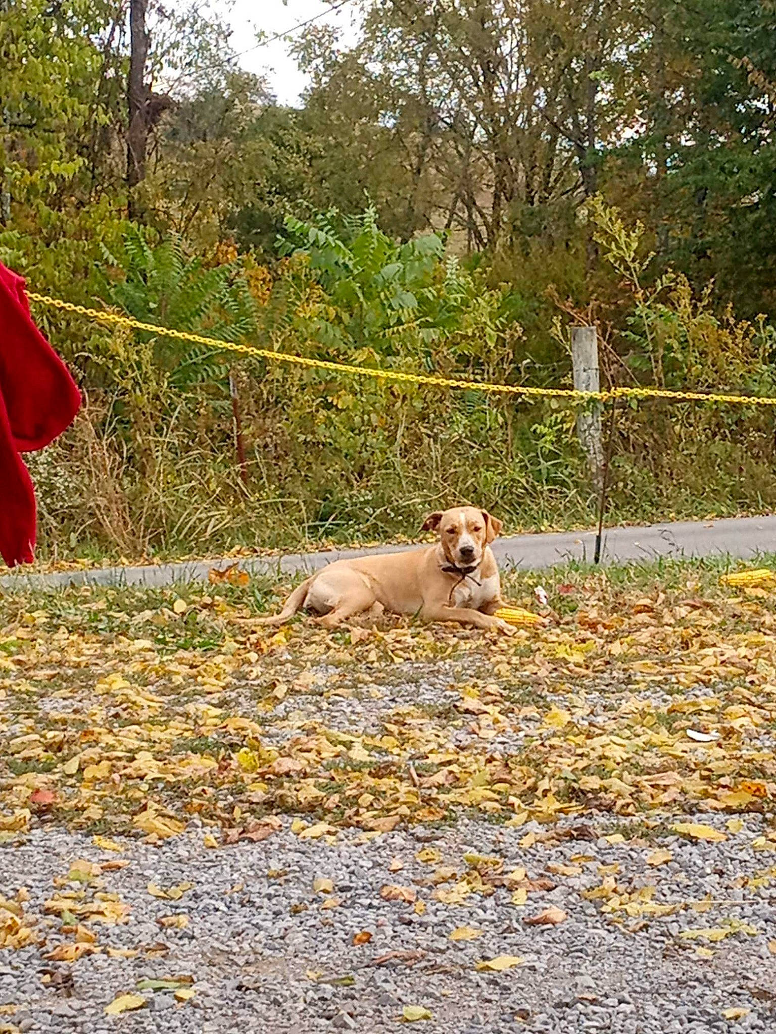 Jemma is registered to the contest to win money with this photo: canidae, carnivore, companion_dog, dog, dog_breed, fawn, fence, grass, groundcover, landscape, plant, road_surface, sidewalk, soil, terrestrial_animal, tints_and_shades, tree, wildlife, wood, working_animal