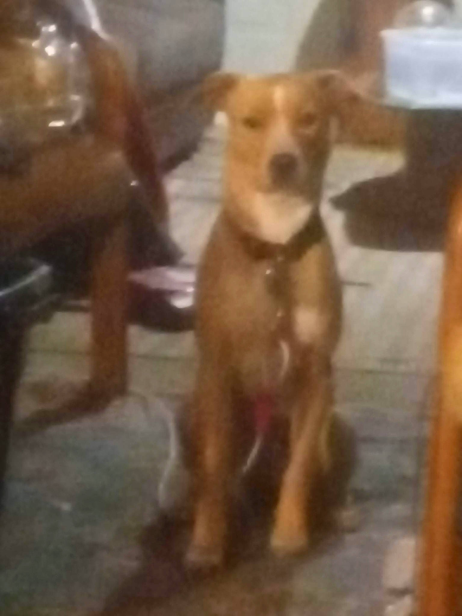 Jemma joined the competition — help win amazing prizes! canidae, carnivore, companion_dog, dog, dog_breed, fawn, flooring, hardwood, liver, pet_supply, snout, sporting_group, tail, terrestrial_animal, wood, working_animal