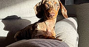 Albert a rejoint le concours — aidez-le/la à gagner de superbes lots ! dog, dachshund, puppy, couch, sofa, sunlight, shadow, indoor, pet, fur, ears, lamp, curtains, bottle, yellow_cap, relaxing, home, comfortable, animal, portrait