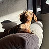 dog, dachshund, puppy, couch, sofa, sunlight, shadow, indoor, pet, fur, ears, lamp, curtains, bottle, yellow_cap, relaxing, home, comfortable, animal, portrait