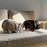 Albert a rejoint le concours — aidez-le/la à gagner de superbes lots ! rabbit, dachshund, dog, pet, animal, sofa, indoor, sunlight, beige, furniture, cute, fluffy, companion, curious, cozy, domestic, mammal, relaxing, friendship, quiet