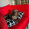 dog, dachshund, couch, red_couch, pillow, indoor, pet, canine, relaxed, home, furniture, floor_tile, looking_at_camera, black_and_white_pillow, living_room, decor, sitting, cute, animal, companion