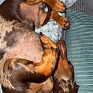 Albert participe au concours pour gagner de l'argent avec cette photo : dog, dachshund, pet, sleeping, curled_up, brown, black, fur, blanket, cushion, indoor, cozy, resting, paw, animal, canine, snuggled, relaxed, cute, companion