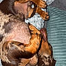 dog, dachshund, pet, sleeping, curled_up, brown, black, fur, blanket, cushion, indoor, cozy, resting, paw, animal, canine, snuggled, relaxed, cute, companion
