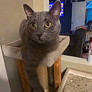 Bandit joined the competition — help win amazing prizes! animal, carpeted, cat, cat_tree, comfortable, cozy, curious, domestic, furniture, gray_cat, home, household, indoor, living_room, pet, relaxed, stretching, television, wooden_post, yellow_eyes