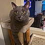 animal, carpeted, cat, cat_tree, comfortable, cozy, curious, domestic, furniture, gray_cat, home, household, indoor, living_room, pet, relaxed, stretching, television, wooden_post, yellow_eyes