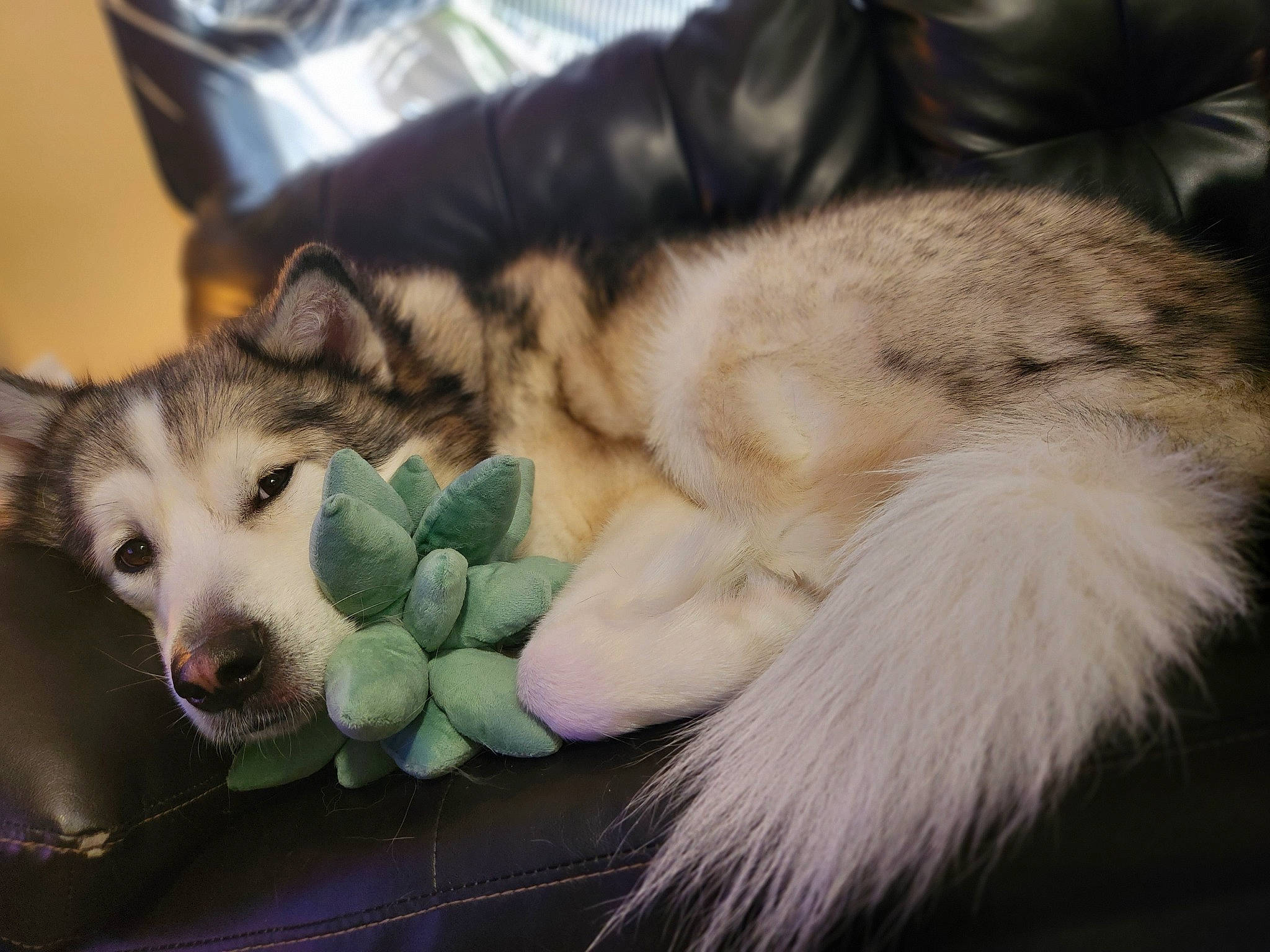 Kida joined the competition — help win amazing prizes! aluminium_foil, canidae, canis, carnivore, companion_dog, dog, dog_breed, fawn, fur, paw, plastic_bag, siberian_husky, sled_dog, snout, sporting_group, terrestrial_animal, whiskers, wildlife, wolf, working_dog