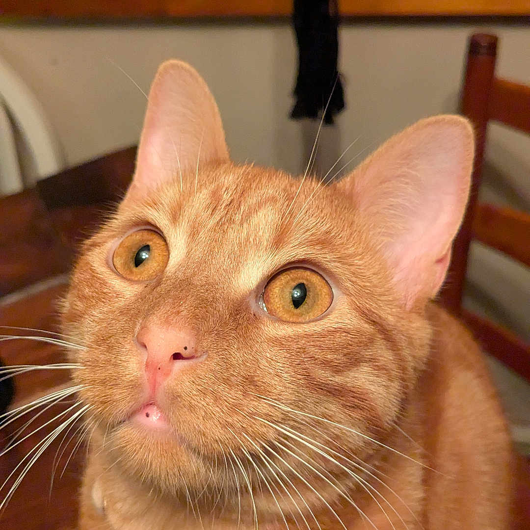 Birdie joined the competition — help win amazing prizes! animal, bell, cat, chair, close_up, collar, curious, domestic_cat, ears, eyes, feline, fur, house_pet, indoor, nose, orange_tabby, pet, whiskers, window_sill, wooden_furniture