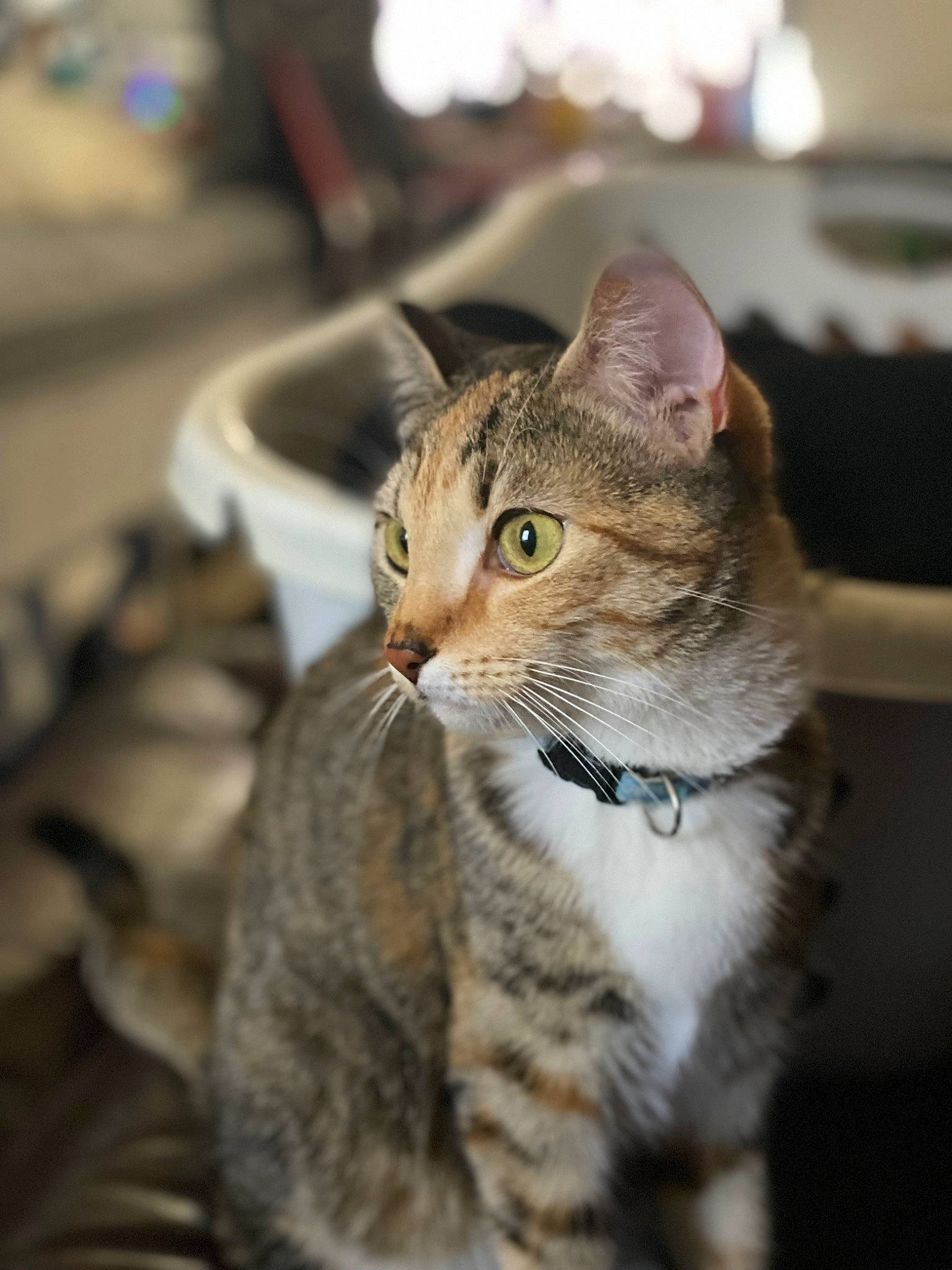 Biscuits is registered to the contest to win money with this photo: carnivore, cat, domestic_short_haired_cat, door, felidae, fur, paw, sitting, small_to_medium_sized_cats, snout, terrestrial_animal, tree, whiskers, wildlife, window