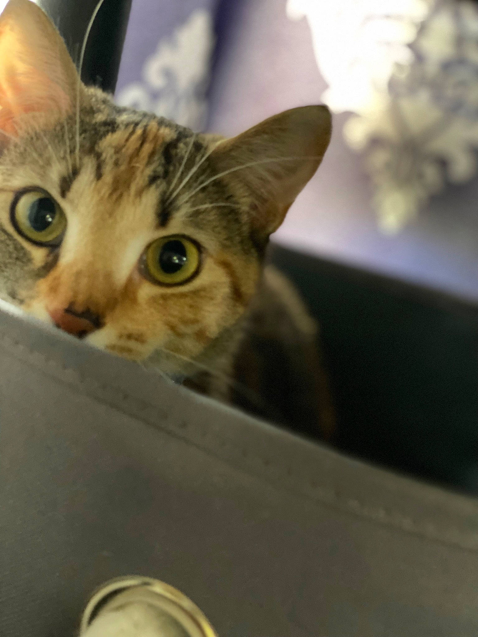 Biscuits is registered to the contest to win money with this photo: carnivore, cat, domestic_short_haired_cat, ear, eye, felidae, fur, metal, small_to_medium_sized_cats, snout, whiskers, wildlife, window