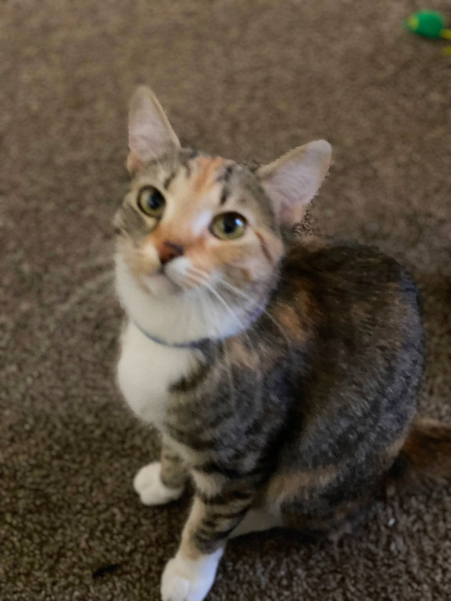 Biscuits joined the competition — help win amazing prizes! carnivore, cat, domestic_short_haired_cat, felidae, fur, paw, sitting, small_to_medium_sized_cats, snout, tail, terrestrial_animal, whiskers, wildlife