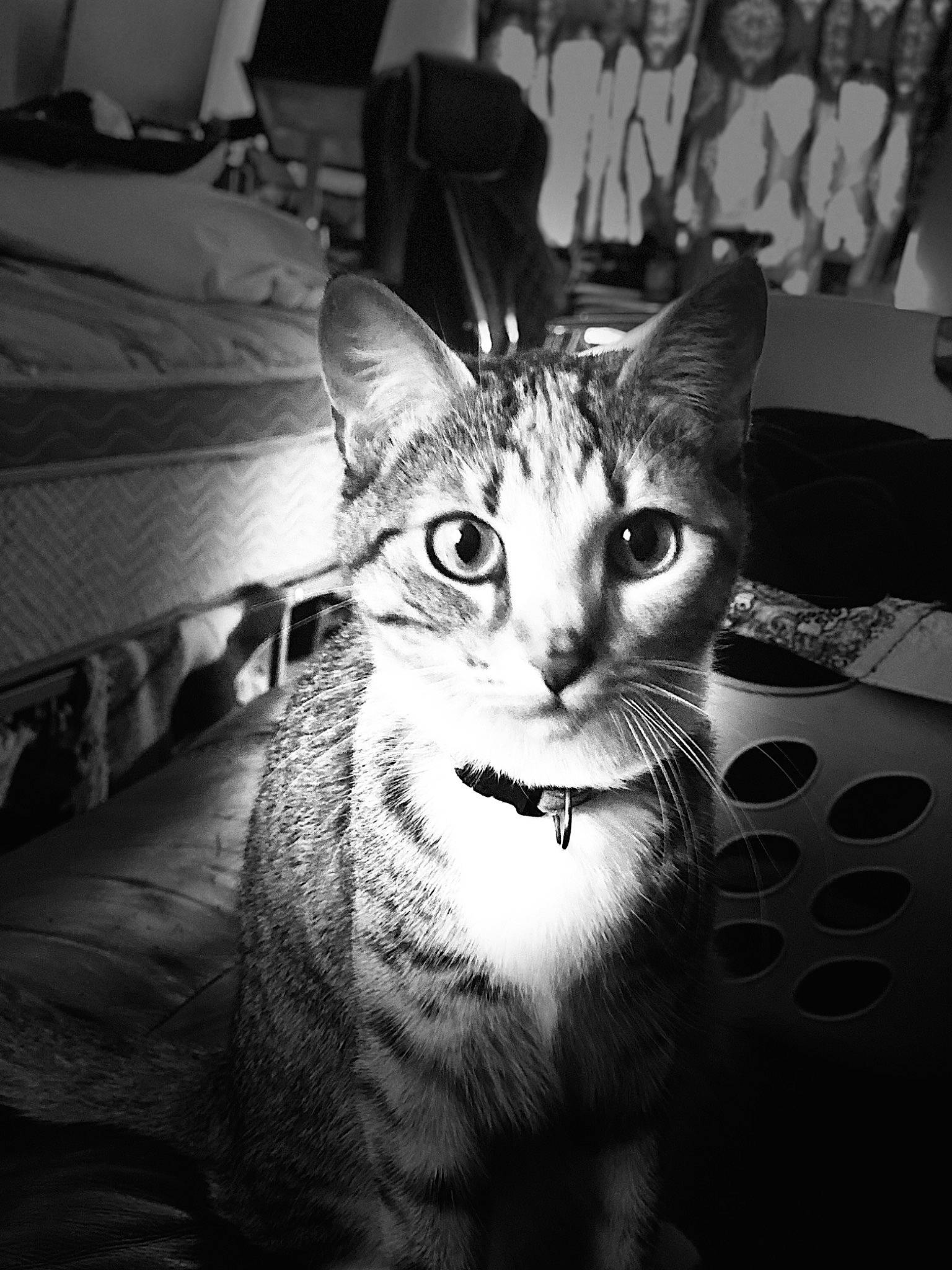 Biscuits is registered to the contest to win money with this photo: black_and_white, carnivore, cat, comfort, darkness, domestic_short_haired_cat, felidae, fur, grey, monochrome, monochrome_photography, paw, sitting, small_to_medium_sized_cats, snout, still_life_photography, stock_photography, style, terrestrial_animal, whiskers