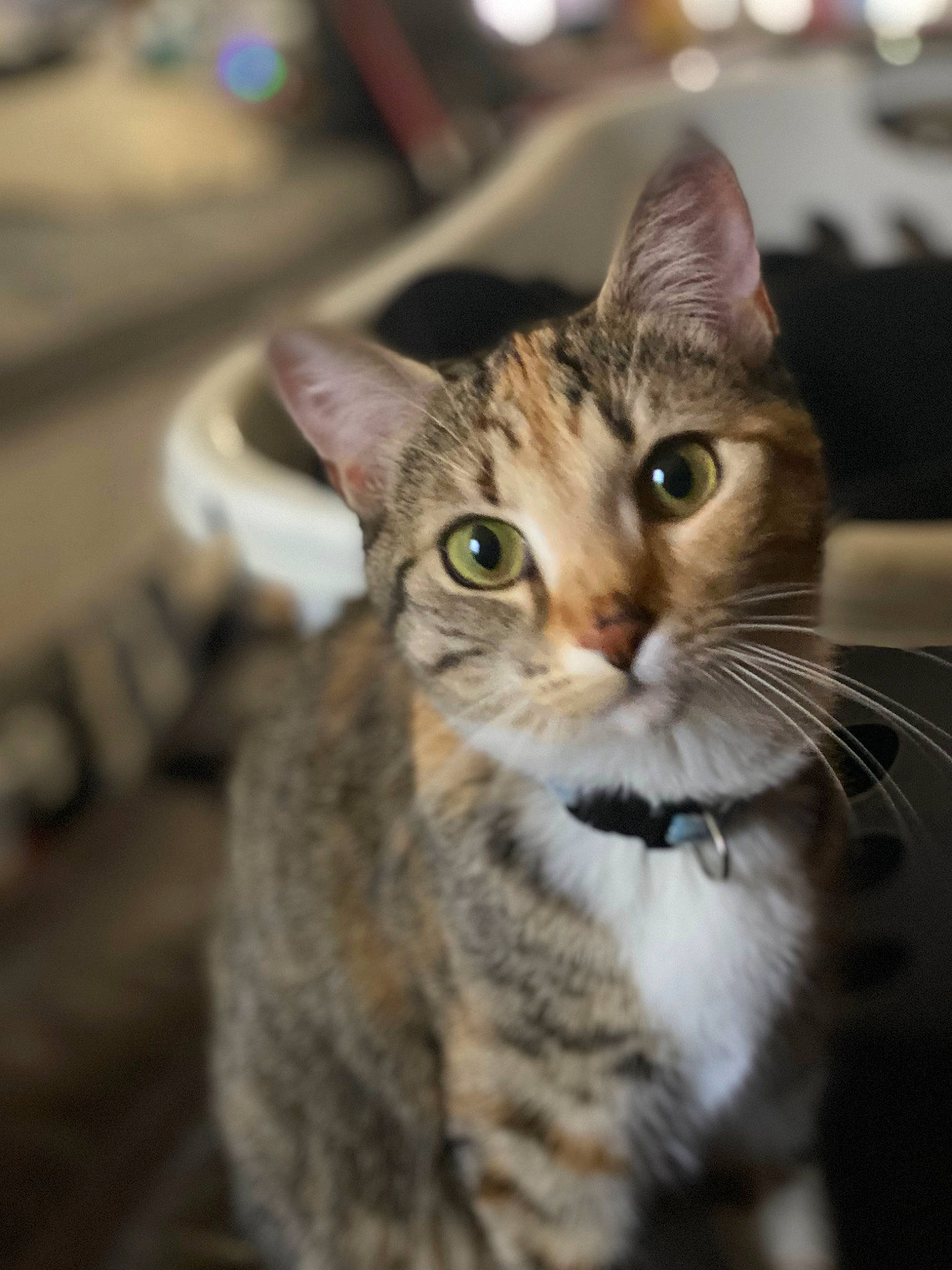 Biscuits is registered to the contest to win money with this photo: carnivore, cat, domestic_short_haired_cat, felidae, fur, small_to_medium_sized_cats, terrestrial_animal, whiskers, wildlife