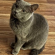 Vanna is registered to the contest to win money with this photo: cat, gray_cat, pet, animal, feline, wooden_floor, indoor, sitting, fur, whiskers, tail, curious, cute, domestic_animal, looking_up, ears, paws, close_up, mammal, companion