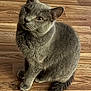 cat, gray_cat, pet, animal, feline, wooden_floor, indoor, sitting, fur, whiskers, tail, curious, cute, domestic_animal, looking_up, ears, paws, close_up, mammal, companion