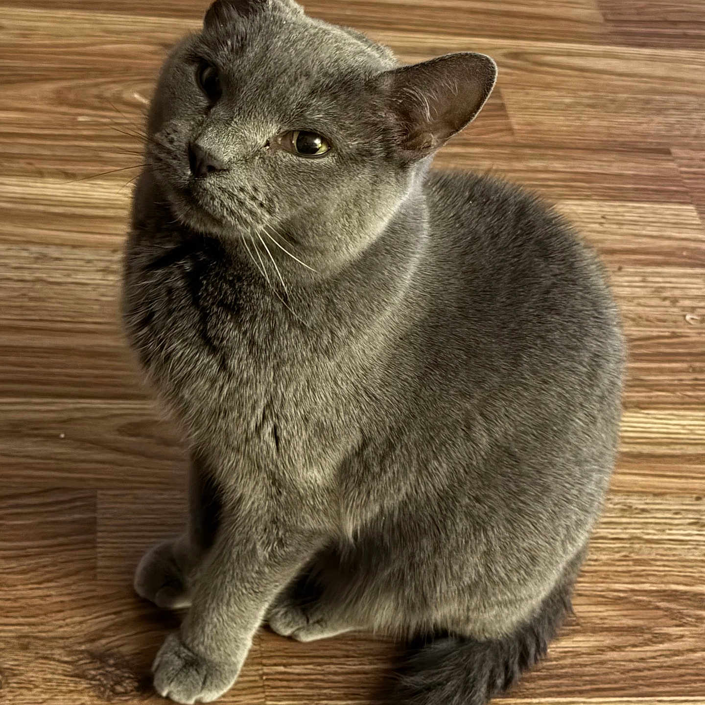 Vanna is registered to the contest to win money with this photo: animal, cat, close_up, companion, curious, cute, domestic_animal, ears, feline, fur, gray_cat, indoor, looking_up, mammal, paws, pet, sitting, tail, whiskers, wooden_floor
