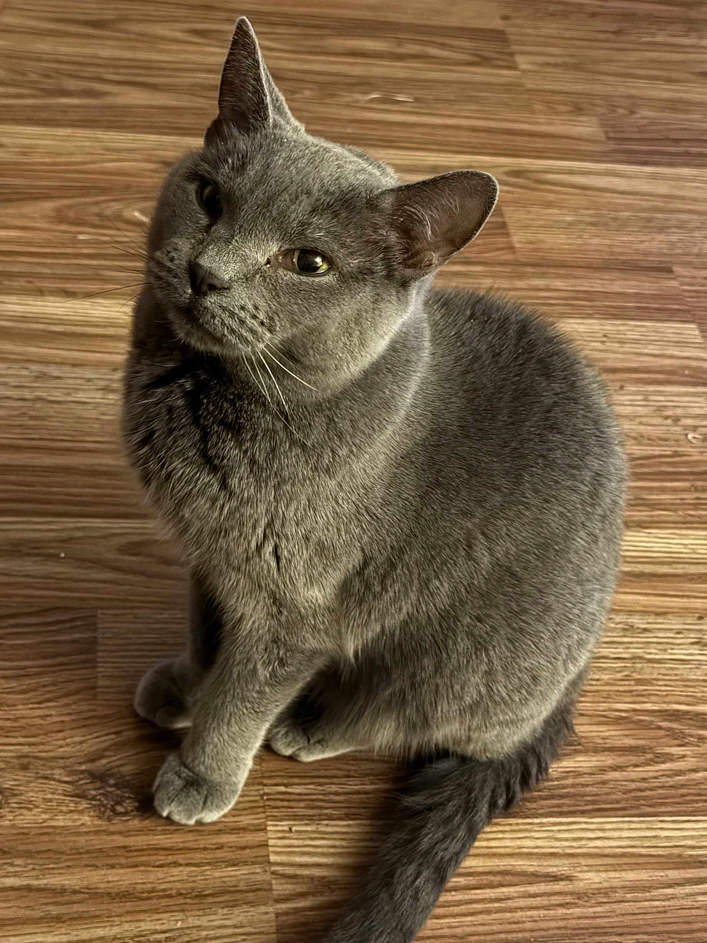 Vanna is registered to the contest to win money with this photo: cat, gray_cat, pet, animal, feline, wooden_floor, indoor, sitting, fur, whiskers, tail, curious, cute, domestic_animal, looking_up, ears, paws, close_up, mammal, companion