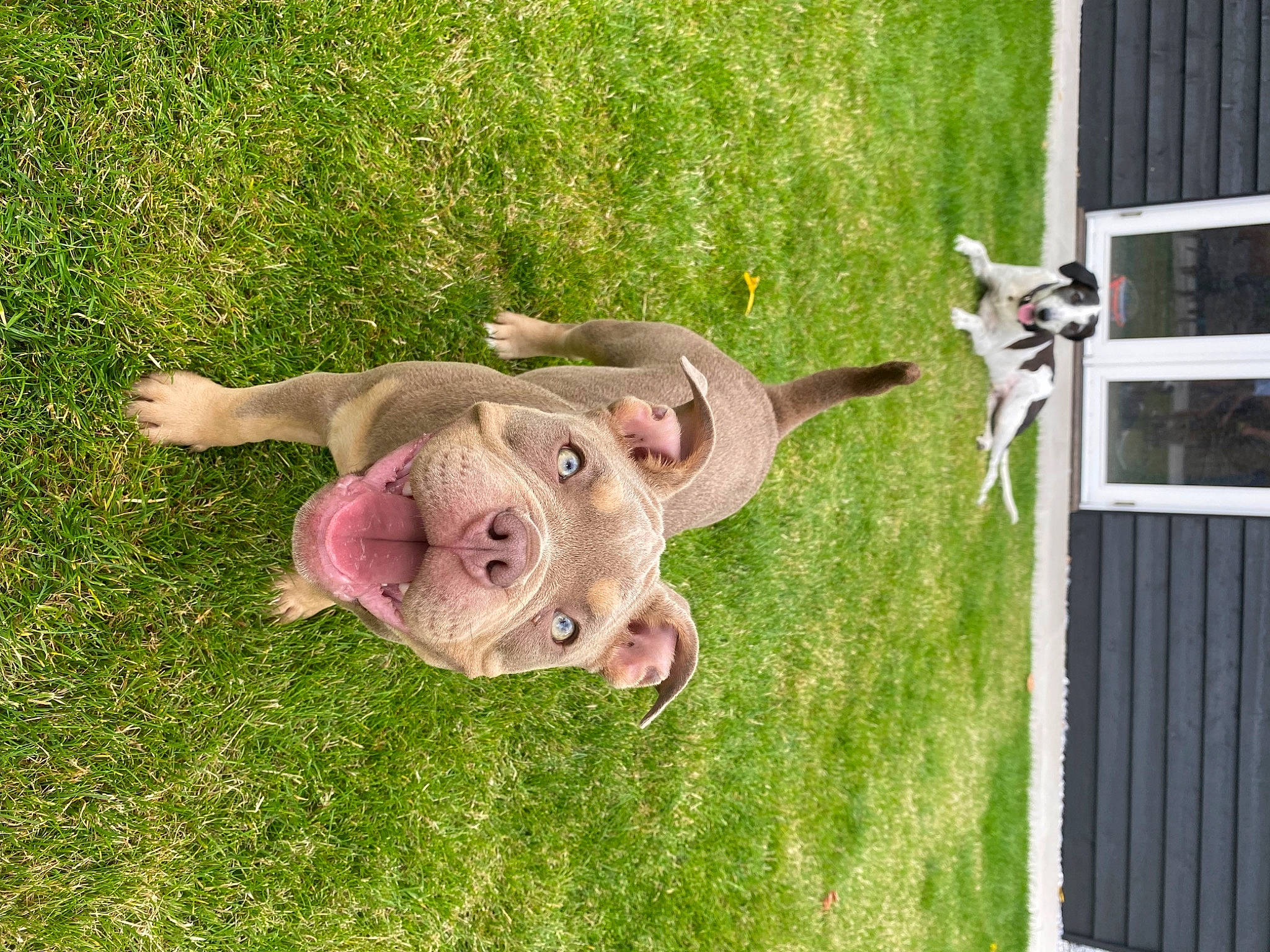 Lilah joined the competition — help win amazing prizes! canidae, dog_breed, fawn, garden, grass, grassland, home_fencing, lawn, lawn_ornament, natural_material, pasture, plant, snout, sporting_group, tail, terrestrial_animal, toy, wood, working_animal, yard