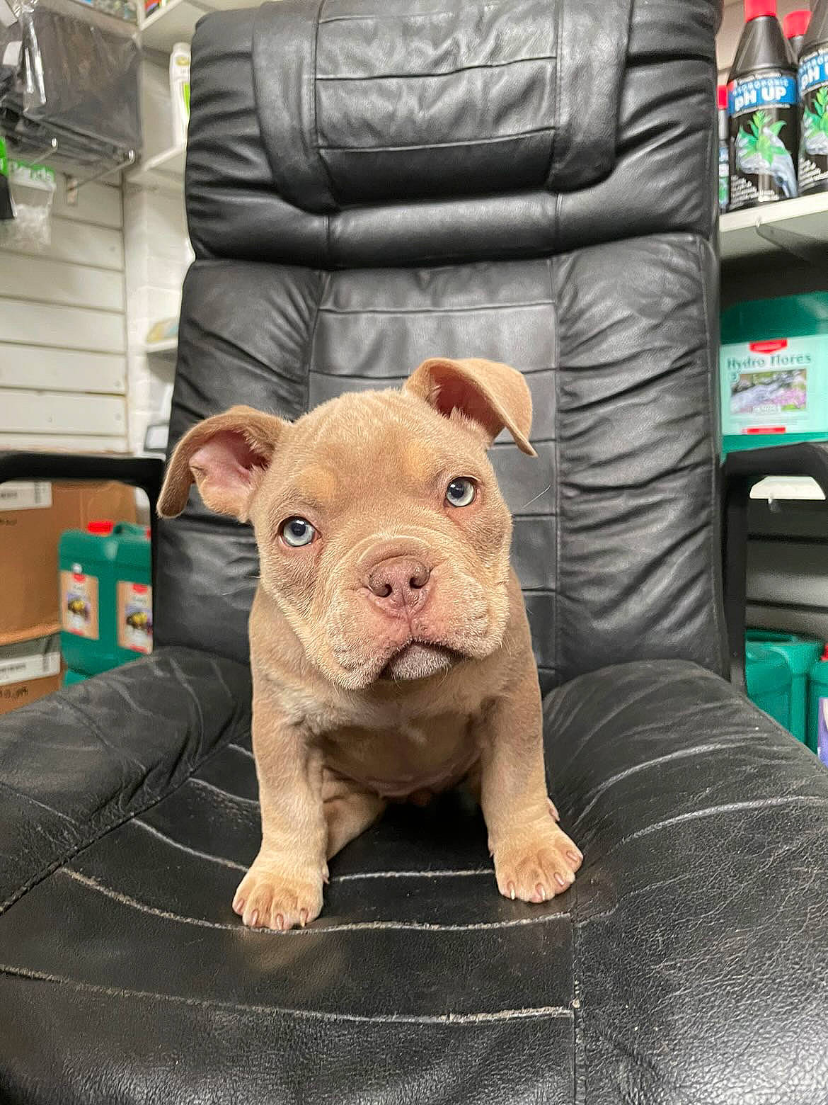 Lilah is registered to the contest to win money with this photo: canidae, comfort, companion_dog, couch, dog_breed, domestic_pig, fawn, fur, livestock, mammal, metal, piggy_bank, saving, snout, suidae, terrestrial_animal, toy, whiskers, wood, working_animal