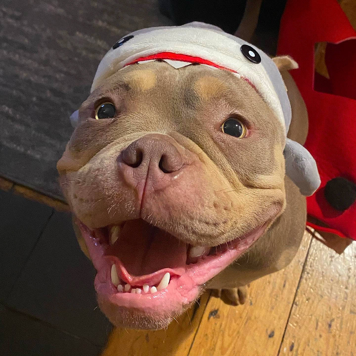 Lilah joined the competition — help win amazing prizes! ancient_dog_breeds, canidae, carnivore, companion_dog, dog, dog_breed, dog_collar, fawn, fur, jaw, liver, non_sporting_group, snout, sporting_group, terrestrial_animal, whiskers, wood, working_animal, wrinkle