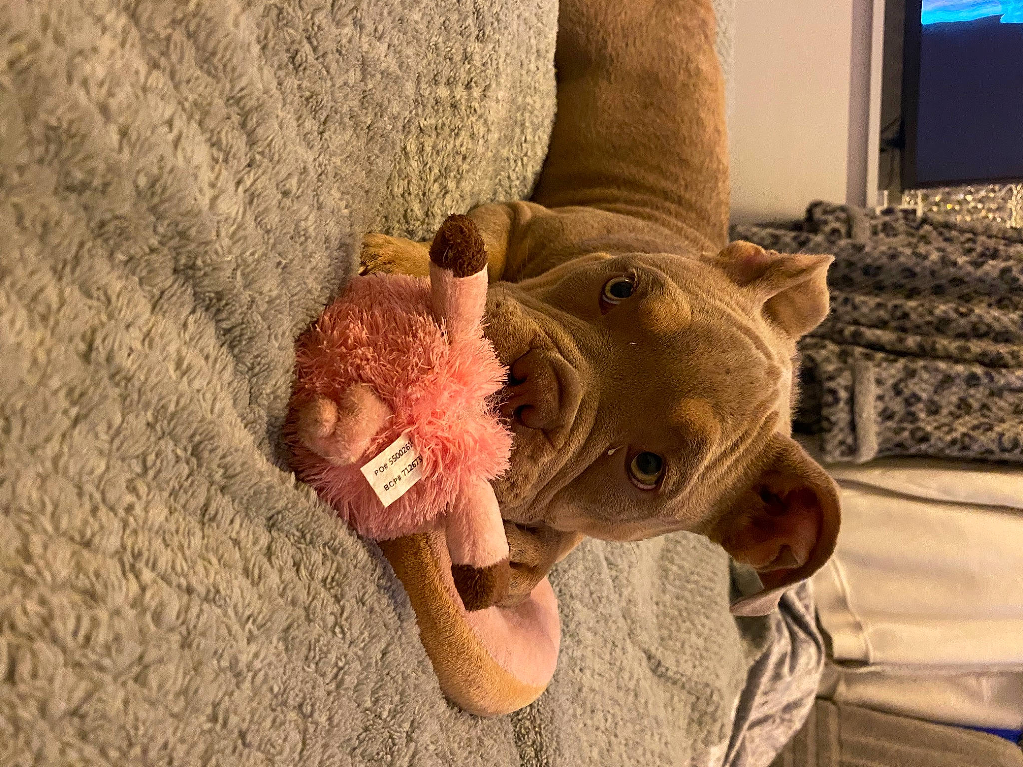 Lilah is registered to the contest to win money with this photo: art, artifact, cap, costume_hat, couch, fashion_accessory, fawn, fur, peach, plush, room, snout, stuffed_toy, television, textile, toy, tree, wood, wool, wrinkle