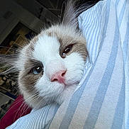 Sushi is registered to the contest to win money with this photo: cat, close_up, face, heterochromia, blue_eye, brown_eye, fur, whiskers, nose, blanket, striped, indoor, pet, cozy, soft, cute, animal, snuggle, resting, sleepy