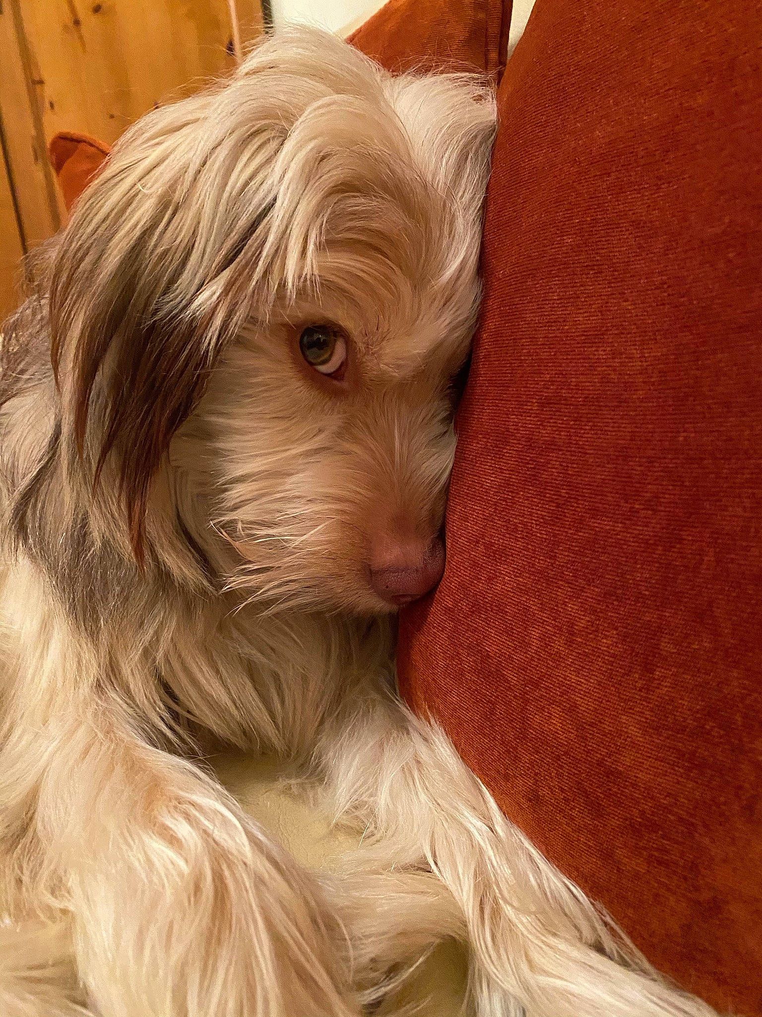 Eric is registered to the contest to win money with this photo: blond, carnivore, companion_dog, dog, dog_breed, eye, fawn, fur, head, liver, sculpture, small_terrier, snout, sporting_group, terrestrial_animal, terrier, toy_dog, whiskers, wood, working_animal