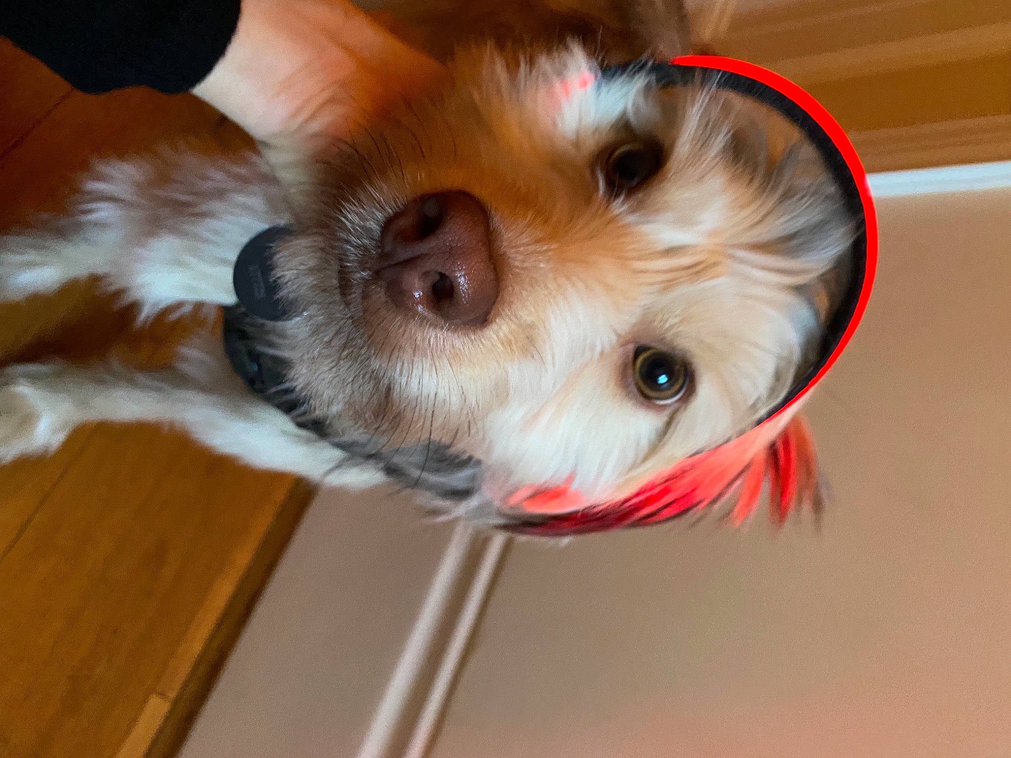 Eric is registered to the contest to win money with this photo: canidae, carnivore, collar, companion_dog, dog, dog_breed, dog_clothes, dog_collar, dog_supply, fawn, fur, paw, small_terrier, snout, sporting_group, terrier, toy, toy_dog, whiskers, working_animal