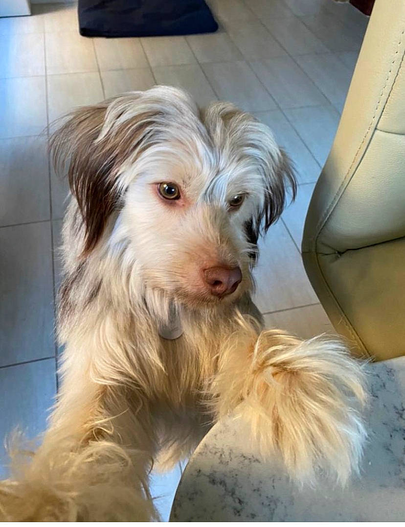 Eric is registered to the contest to win money with this photo: canidae, carnivore, companion_dog, dog, dog_breed, flooring, fur, hardwood, houseplant, laminate_flooring, small_terrier, snout, sporting_group, terrier, toy_dog, working_animal