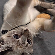 Mochi joined the competition — help win amazing prizes! cat, pet, playful, paw, whiskers, fur, animal, cute, indoor, closeup, eyes, relaxed, tabby, reaching, lying_down, soft_texture, gray_background, kitten, domestic_cat