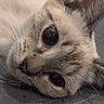 Mochi joined the competition — help win amazing prizes! cat, close_up, animal, pet, fur, whiskers, face, eye, lying_down, quilted, texture, curious, relaxed, indoor, cute, mammal, domestic, feline, soft, portrait